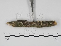 登錄號:F0022534藏品圖，第3張