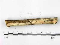 登錄號:F0022546藏品圖，第3張