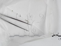 登錄號:F0022556藏品圖，第1張