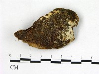 登錄號:F0022558藏品圖，第1張