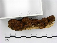 纖孔菌屬藏品圖，第3張