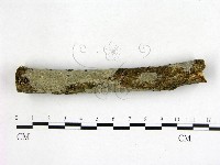 刺皮菌屬藏品圖，第1張