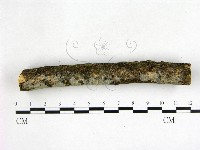 刺皮菌屬藏品圖，第3張
