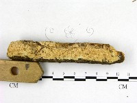 絲齒菌屬藏品圖，第3張