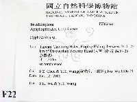 絲齒菌屬藏品圖，第2張