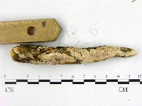 絲齒菌屬藏品圖，第1張