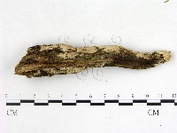 絲齒菌屬藏品圖，第3張