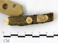 刺皮菌屬藏品圖，第1張