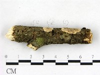 刺皮菌屬藏品圖，第3張