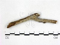 刺皮菌屬藏品圖，第1張