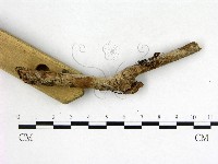刺皮菌屬藏品圖，第3張