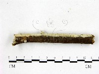 剛毛絲皮菌藏品圖，第3張