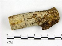 刺皮菌屬藏品圖，第1張