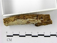 刺皮菌屬藏品圖，第3張