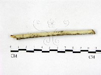 剛毛絲皮菌藏品圖，第3張