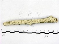 冇骨消絲齒菌藏品圖，第1張