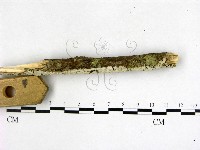 冇骨消絲齒菌藏品圖，第3張