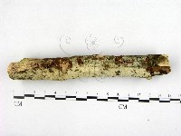 登錄號:F0022609藏品圖，第3張