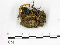 登錄號:F0022615藏品圖，第1張