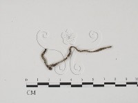 登錄號:F0022617藏品圖，第3張