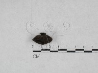 登錄號:F0022619藏品圖，第1張