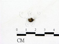 登錄號:F0022620藏品圖，第1張