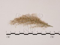登錄號:F0022622藏品圖，第1張