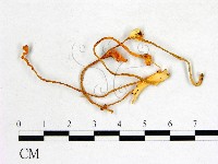 登錄號:F0022629藏品圖，第1張