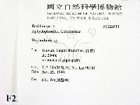 絲齒菌屬藏品圖，第2張