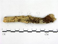絲齒菌屬藏品圖，第3張