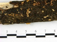 登錄號:F0022634藏品圖，第3張