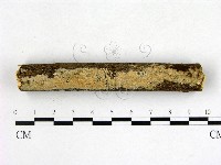 絲齒菌屬藏品圖，第1張