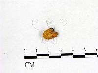 多孔菌屬藏品圖，第1張