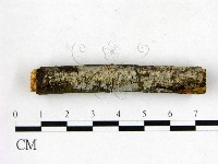 刺皮菌屬藏品圖，第1張