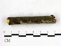 刺皮菌屬藏品圖，第3張