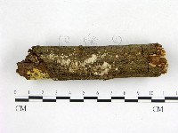 刺皮菌屬藏品圖，第1張