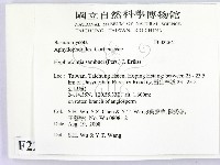 冇骨消絲齒菌藏品圖，第2張