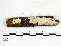 刺皮菌屬藏品圖，第1張