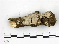 刺皮菌屬藏品圖，第1張