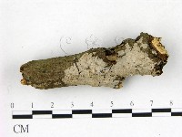 刺皮菌屬藏品圖，第3張