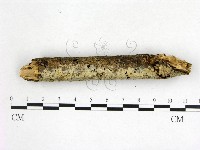 絲皮菌屬藏品圖，第3張