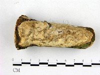 刺皮菌屬藏品圖，第1張