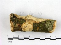 刺皮菌屬藏品圖，第3張