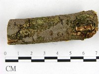 刺革菌屬藏品圖，第3張