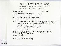 剛毛絲皮菌藏品圖，第2張