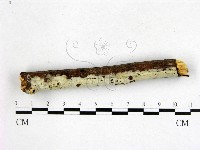 剛毛絲皮菌藏品圖，第3張