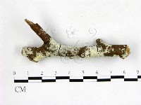 絲皮菌屬藏品圖，第1張