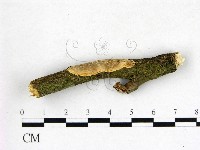 刺皮菌屬藏品圖，第1張