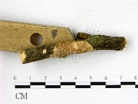 刺皮菌屬藏品圖，第3張