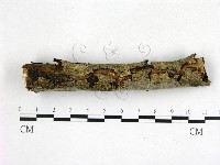 刺皮菌屬藏品圖，第1張